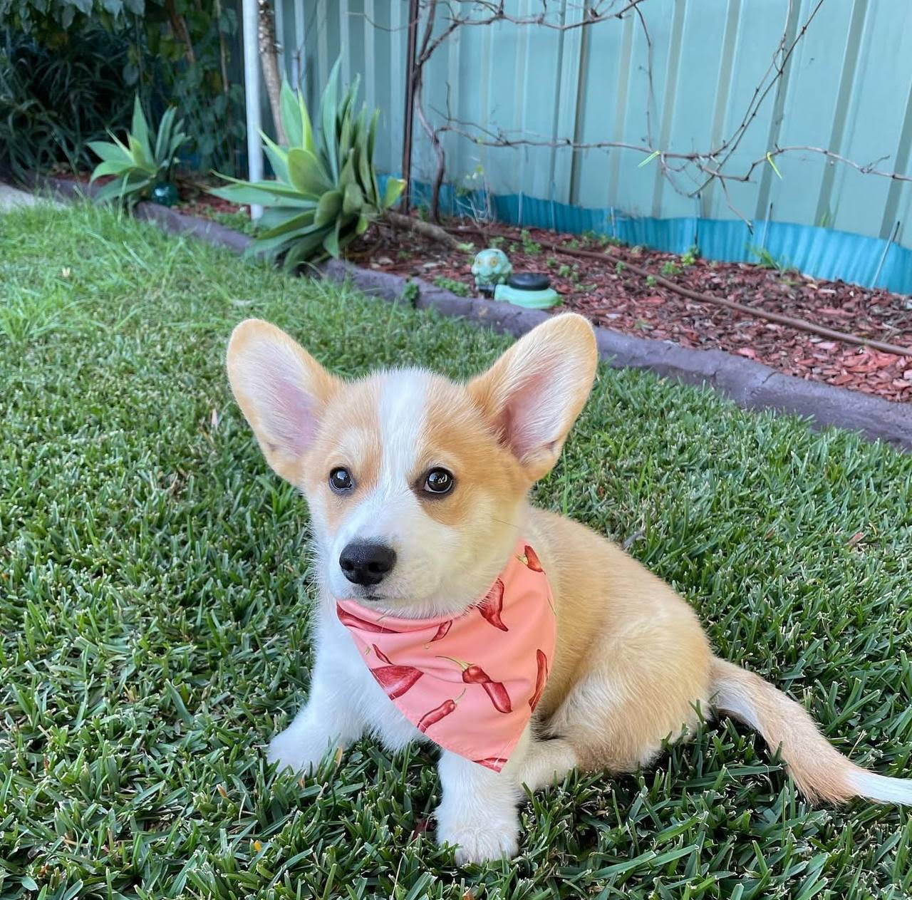 Winston the Welsh Corgi